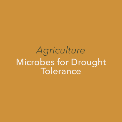 Harnessing Beneficial Microbes for Drought Tolerance: A Review of Ecological and Agricultural Innovations