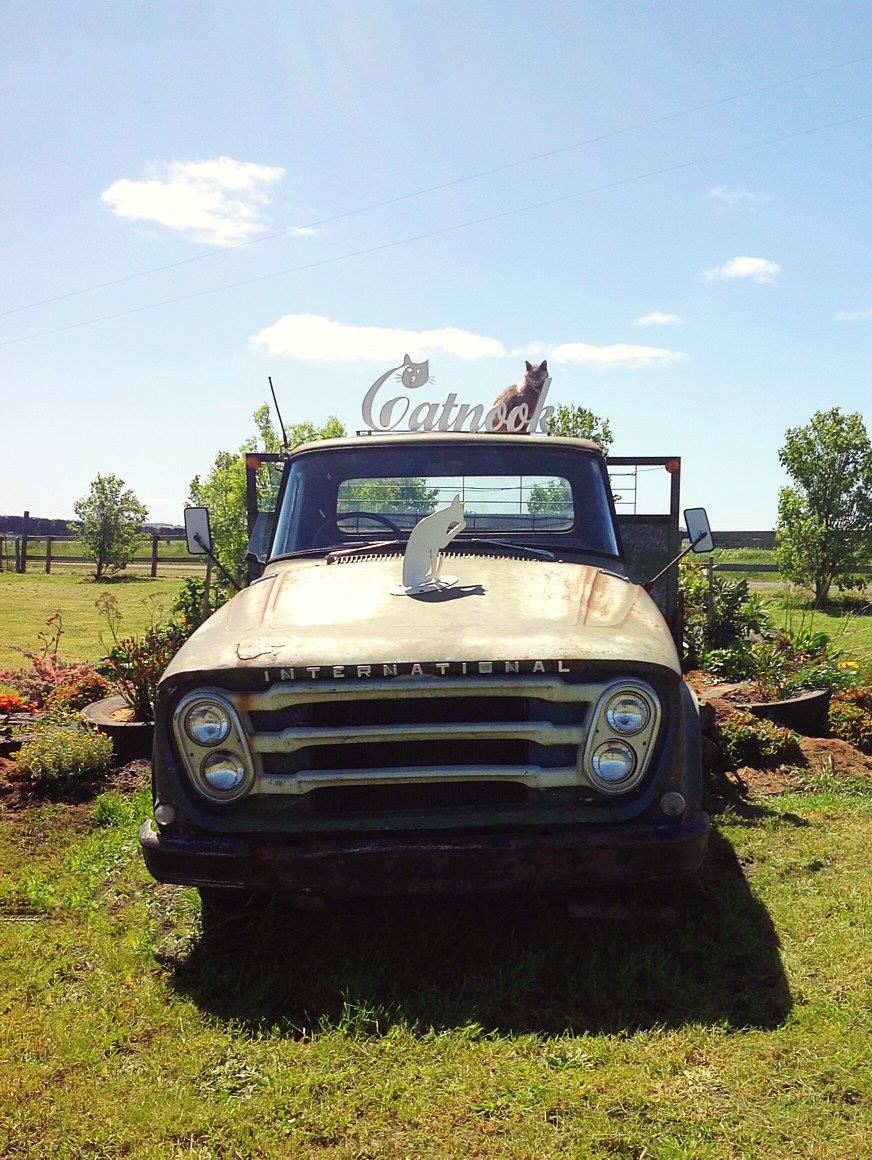 Anita_Kenafacke_Catnook_Boutique_Cattery