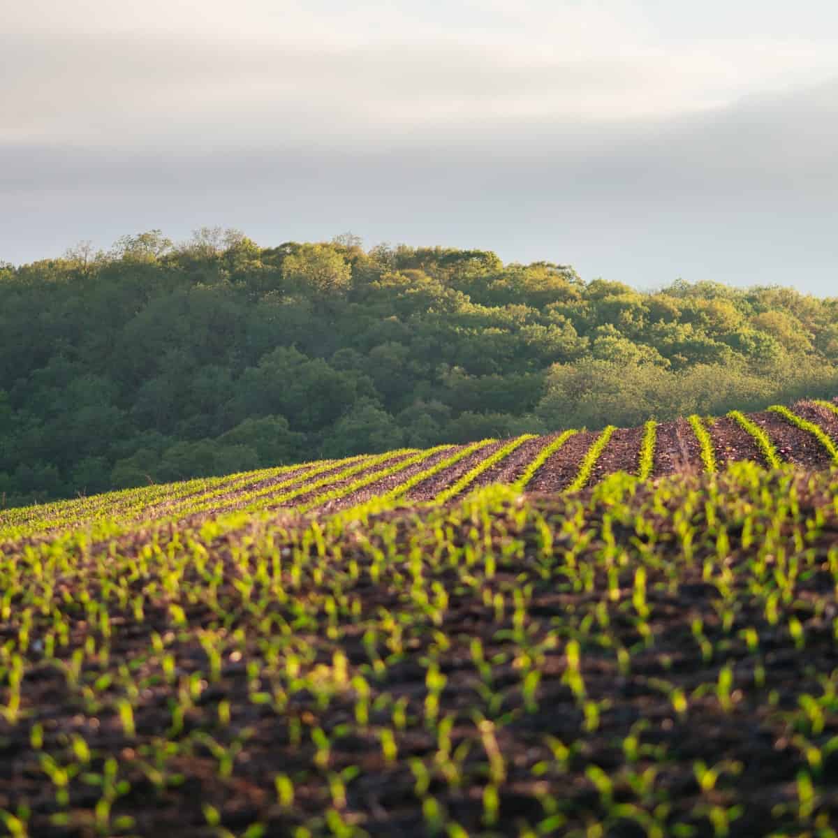 Regenerative-agriculcture-farm