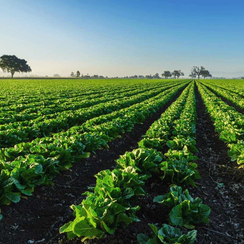 agriculture-crops-using-form-brew