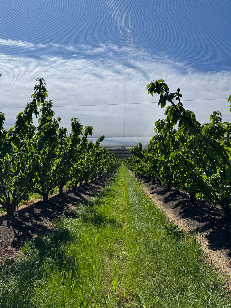 cherry-farm-using-worm-brew