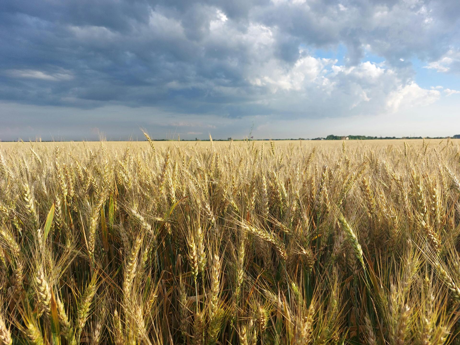 healthy-wheat-field-using-worm-brew