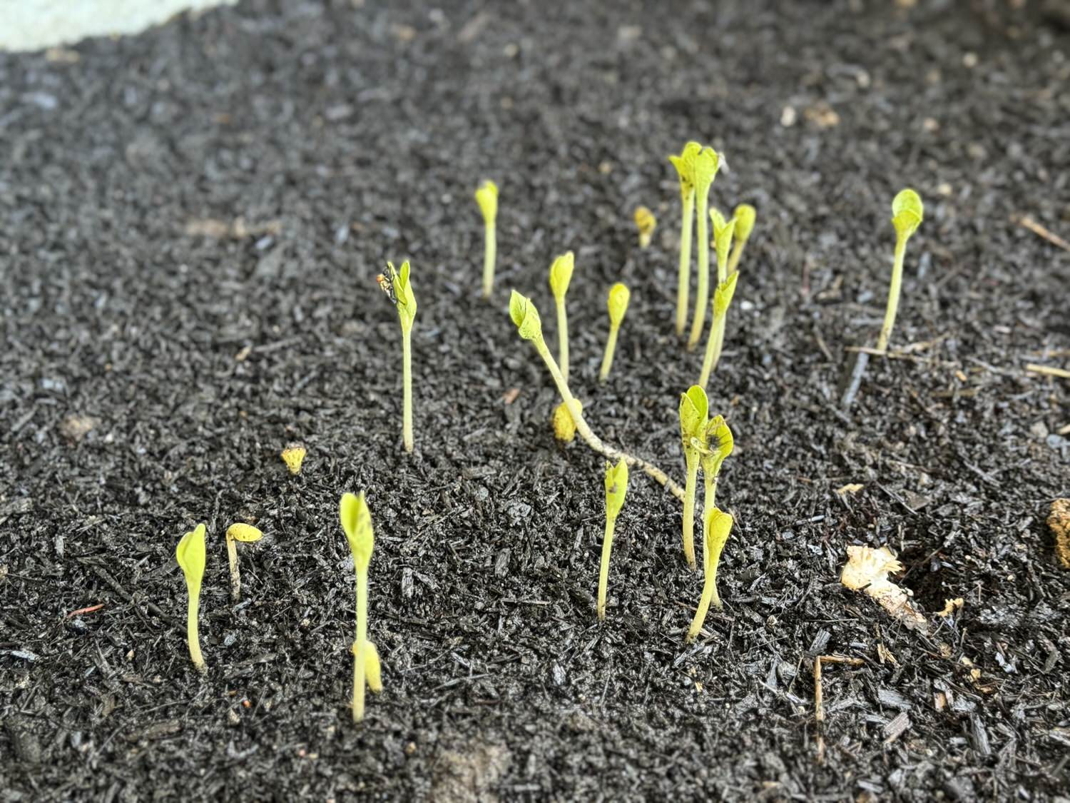 Seed Dressing: Boosting Seed Success with Beneficial Microbes