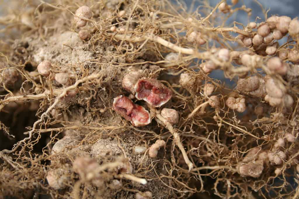 The Role of Nitrogen in Plant Growth: Unlocking the Power of Microbes and Trace Minerals