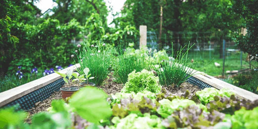 Vermicomposting vs conventional composting