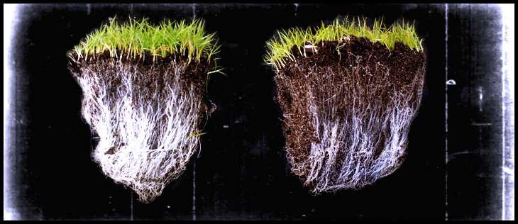 The Symbiotic Relationship between Mycorrhizal Fungi and Plant Roots