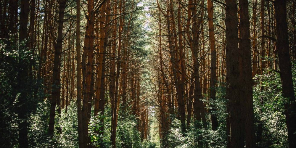 healthy-forrest