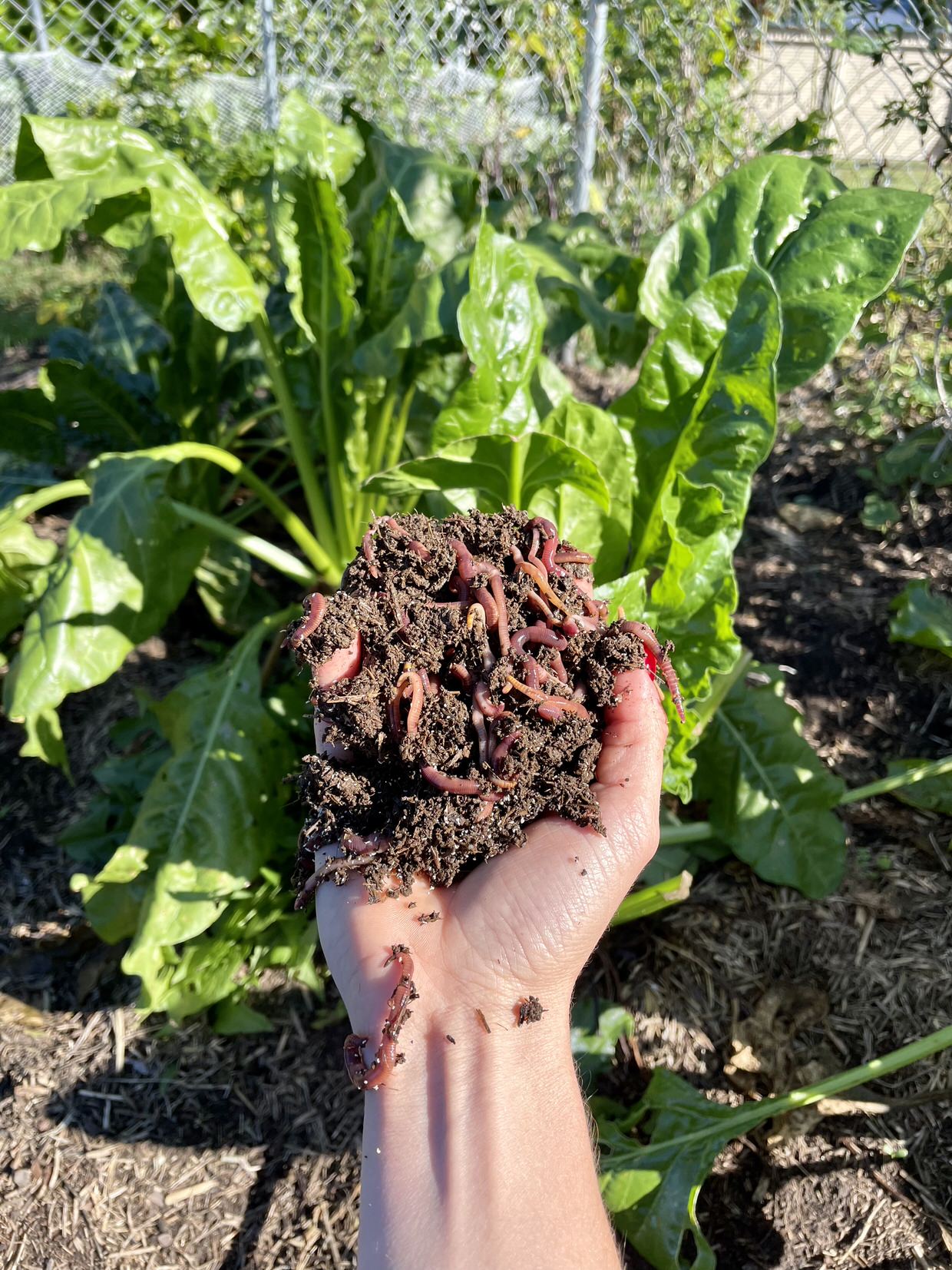 Getting Started: How many worms do I need?