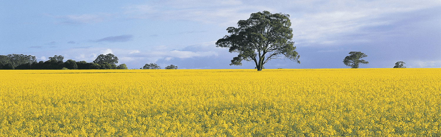Canola_oil_farm_australia
