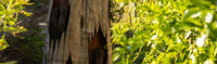Eumundi_State_School