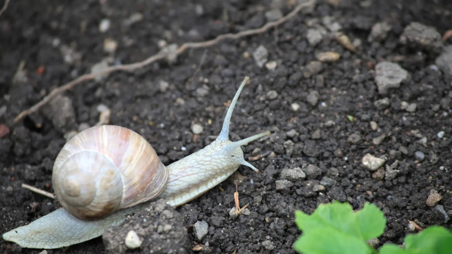 Snails_in_Worm_Farm