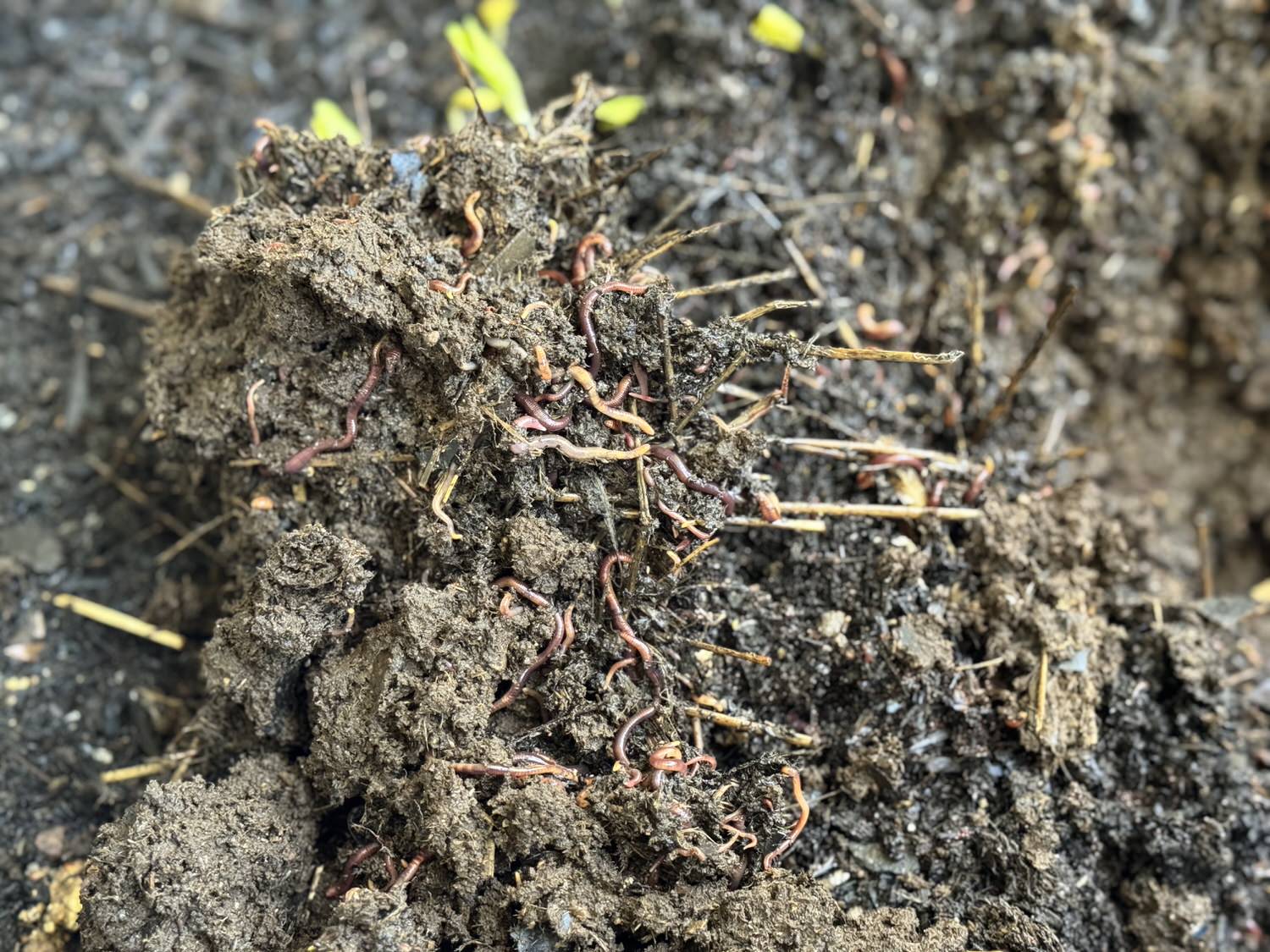 worms in compost