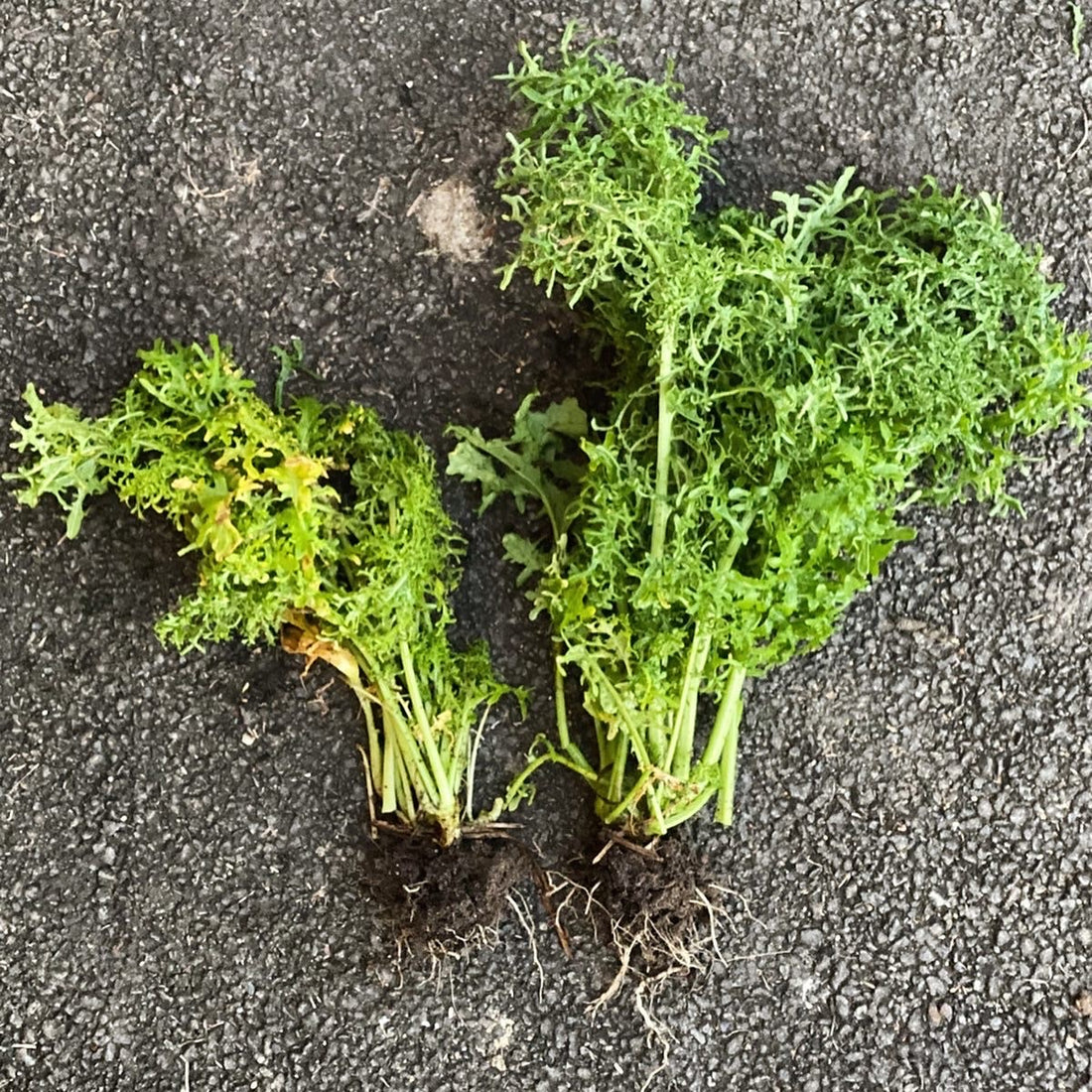 WCEcomparison-roots_growth
