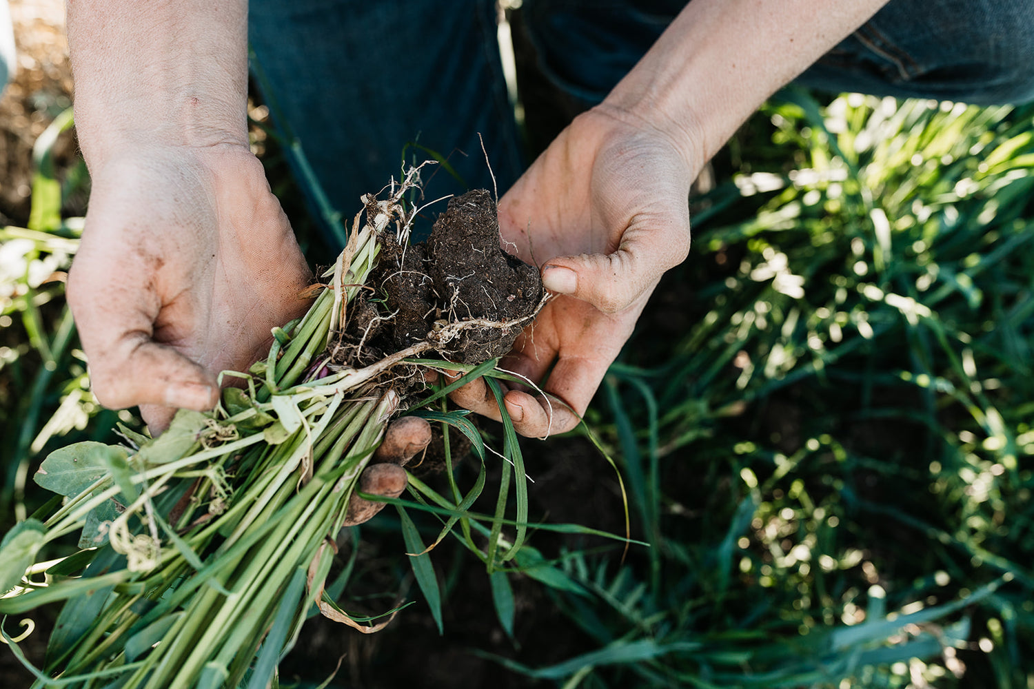 healthy-soil-structure-and-root-system