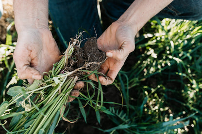 healthy-soil-structure-and-root-system