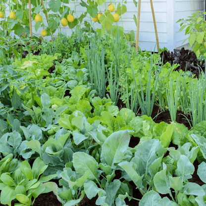 Vege Garden